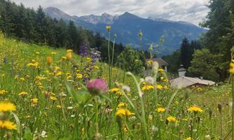 A blooming meadow with colorful wildflowers and a picturesque mountain backdrop. The sky is cloudy, giving the scene a calm atmosphere.