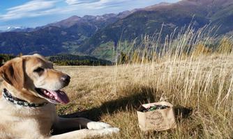 A dog is lying on a meadow looking at the mountains. Next to him stands a bag of food.