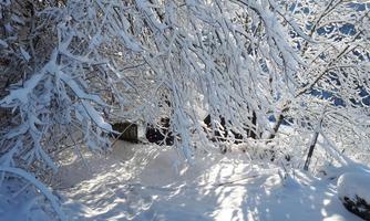 A winter landscape with snow-covered trees and a white ground. The sunlight filters through the branches and creates beautiful shadows.