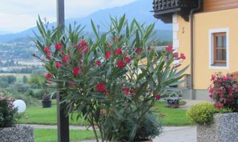 A beautiful garden with colorful flowers and a view of the mountains. In the background, there is a stylish building.