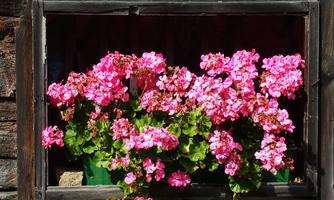 Colorful geraniums bloom in a window frame. The pink flowers radiate freshness and joy of life.