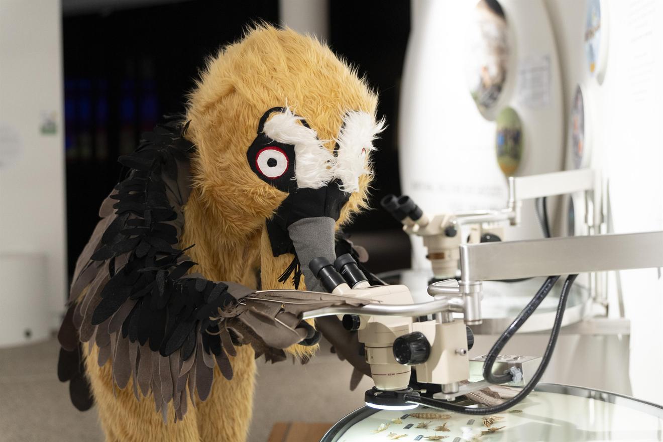 Bärtige Geier-Maskottchen schaut durch ein Mikroskop in einem Museum