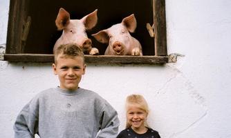A boy and a girl are standing in front of a window, from which two pigs are looking out. They are smiling kindly at the camera.