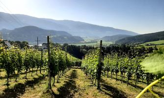 A picturesque vineyard with rows of grapevines and gentle hills in the background. The sun shines on the landscape, creating a pleasant atmosphere.
