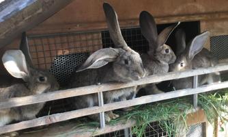 Four rabbits are sitting behind a grid in a barn. They have large ears and are eating fresh grass.