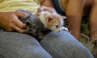 Two cute kittens are sitting on a person's lap. One is gray and the other has orange spots.