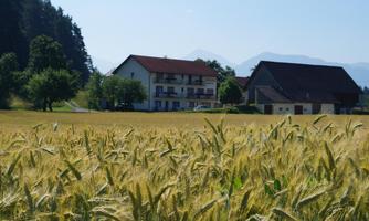 A calm field with mature wheat in the foreground. In the background, a residential house and a barn can be seen against a clear sky.