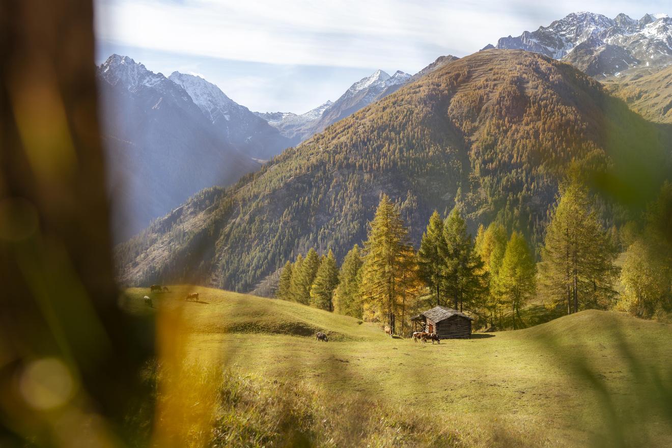 Alpenlandschaft mit Almhütte und Kühen im Herbst