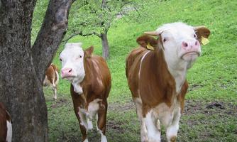 Two brown cows are standing in a green meadow next to a tree. The cows are curiously looking into the camera.