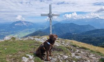 A brown dog sits on a rocky mountain peak in front of a cross. In the background, green valleys and high mountains are visible under a partly cloudy sky.