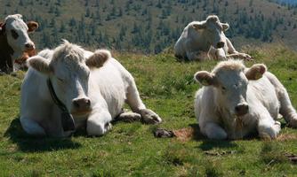 A group of cows is relaxing on a green meadow. In the background, hills and trees can be seen.