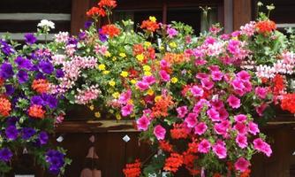 A colorful flower box with many different flowers in red, pink, purple, and yellow. The plants hang decoratively in front of a dark wooden window.