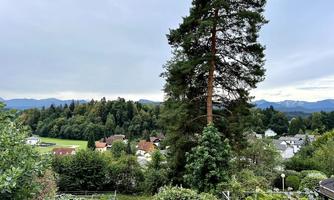 A view of a green landscape with a tall tree and some houses. In the background, gentle hills and a cloudy sky can be seen.