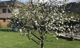 A blooming apple tree in the garden, surrounded by green grass. In the background, a house and bicycles are visible.