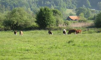 A vast meadow with numerous cows peacefully grazing. In the background, trees and a small house are visible.