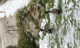 Two ducks wander across a green garden with snow. In the background, stones and some vegetation are visible.