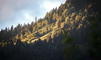 A wooded slope with sunny spots and dense trees. The morning or evening atmosphere gives the scene a special tranquility.