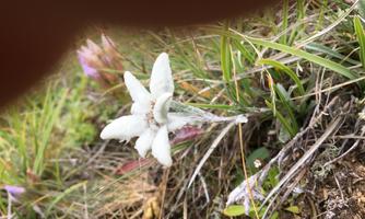 A white flower grows on the ground between green grass. In the background, some other plants can be seen.