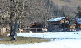 A snowy landscape with some wooden buildings and a tree. In the background, deer can be seen grazing peacefully.