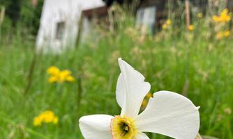 A white flower amidst green grass and yellow wildflowers. In the background, a house with a balcony is visible.