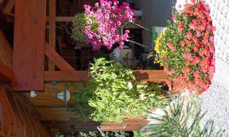 A cozy outdoor area with colorful flowers and plants. In the background, a wooden structure can be seen.