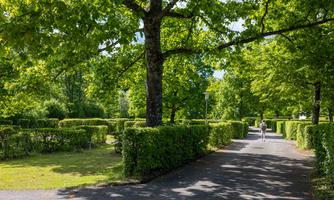 A peaceful park with many green trees and well-kept hedges. A passerby enjoys the fresh air on the shady path.