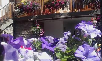 Colorful flowers in a pot in the foreground. In the background, blooming plants can be seen on a balcony.