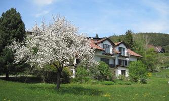 A beautifully blooming tree stands in front of a white building. The landscape is green and surrounded by gentle hills.
