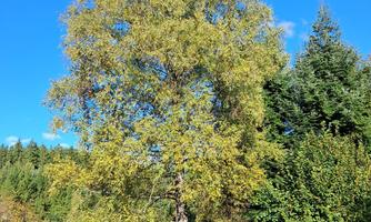 A large tree with yellow leaves against a clear blue sky. In the background, green bushes and a small building are visible.