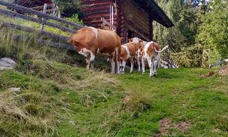 A picturesque mountain cabin surrounded by green meadows and tall trees. A group of cows peacefully walks towards the cabin.