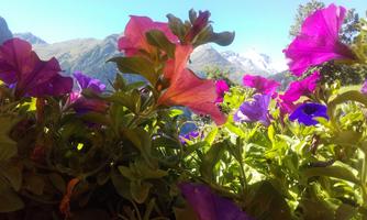Colorful flowers in various shades of purple and pink in front of a mountain landscape. The sky is clear and blue.
