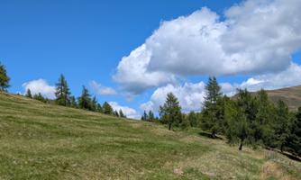 A green meadow under a clear blue sky with some clouds. In the background, there are scattered trees.
