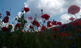 A field full of red poppies under a blue sky with large white clouds. The flowers are in the foreground and convey a peaceful, natural atmosphere.