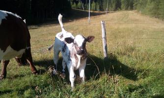 A calf stands on a green meadow with trees in the background. It is a sunny day and the surroundings look peaceful.