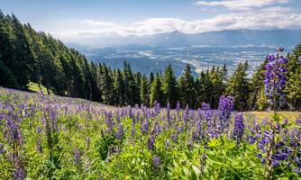 A blooming meadow with purple flowers and green plants. In the background, a picturesque mountain landscape stretches under a clear sky.