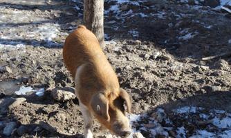 A pig runs over a snow-covered, muddy ground. In the background, some trees can be seen.