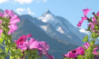 Colorful flowers in the foreground in front of snow-covered mountains. The sky is clear and sunny.