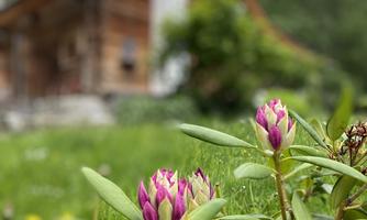 A wooden house in the background is surrounded by green meadows. In the front, pink rhododendron buds are blooming.
