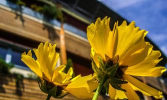 Two bright yellow flowers growing in front of a modern building. In the background, wooden cladding and a blue sky can be seen.
