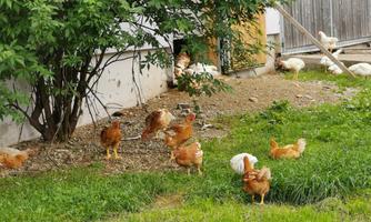 A group of chickens is running on a green meadow near a building. Some chickens are visible in the background.