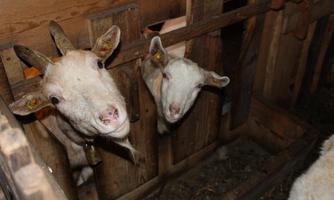 Two goats are curiously looking out of a barn. The wooden barn appears rustic and rural.