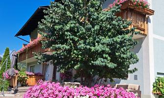A beautiful courtyard with a large, green tree in the center. Surrounded by colorful flowers in pink and white.