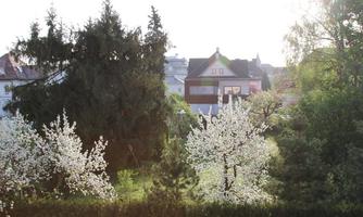A beautiful garden with blooming trees and fresh greenery. In the background, houses and a clear sky can be seen.