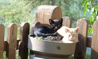 Two cats are lying relaxed in a flower pot. The black cat is cuddling up to the beige cat.