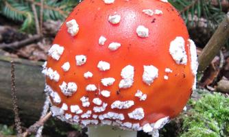 A brightly colored red fly agaric with white spots. It grows in the forest among moss and branches.