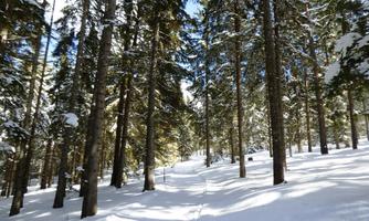 A snowy forest with tall trees. The path is covered in fresh snow and the light shines through the branches.