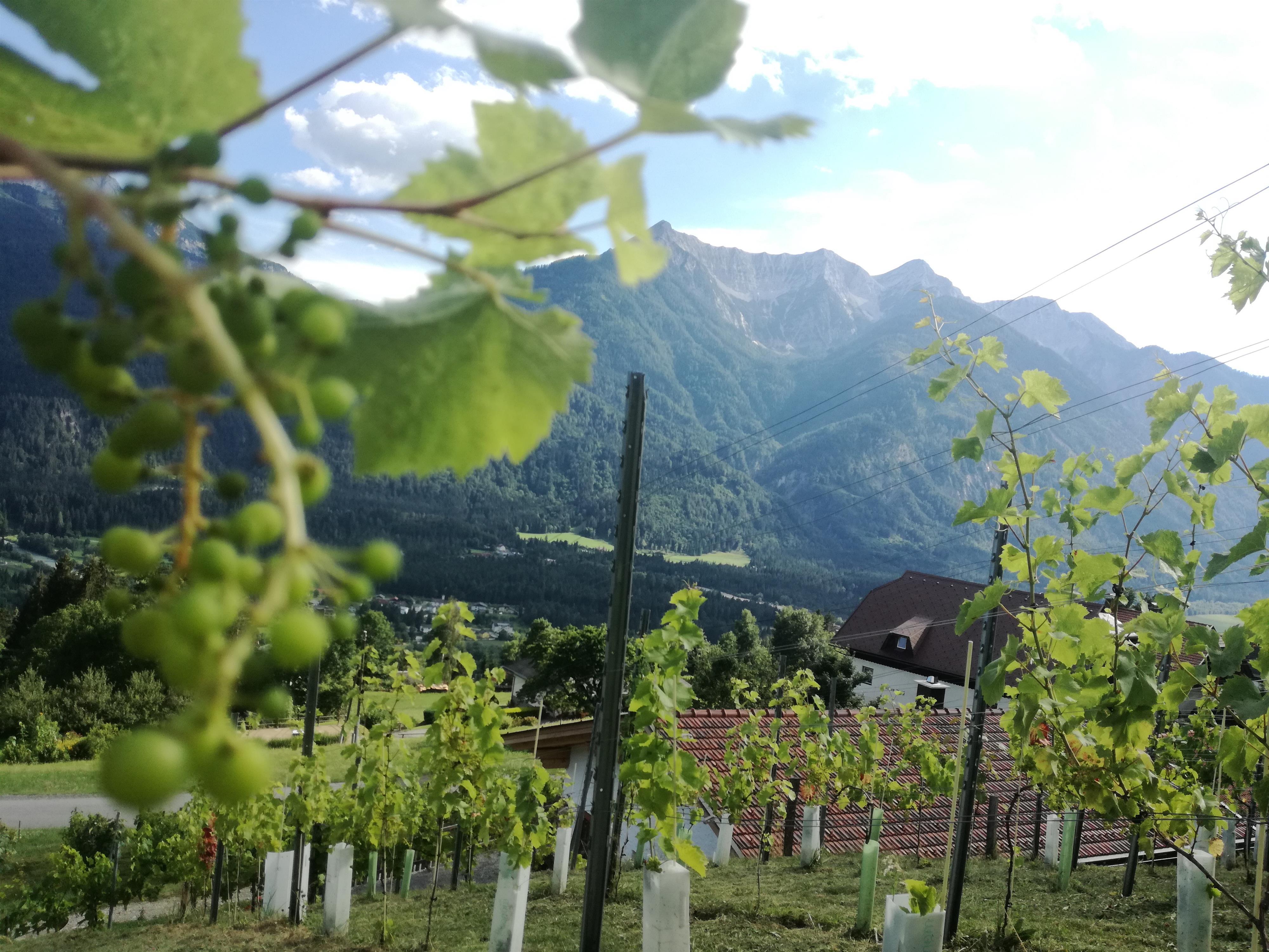 Weinwanderung