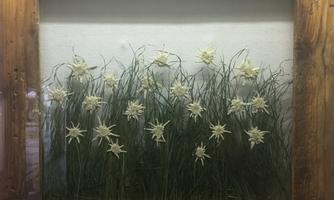 A frame with dried flowers and grass. The white flowers stand in a green meadow.