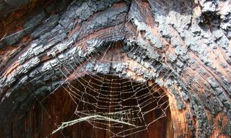 A spiderweb hangs in a recessed tree bark. The wood structure displays dark and earthy colors.