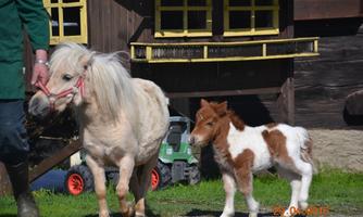 A small pony and a foal are running on a farm. In the background, wooden houses and a tractor can be seen.